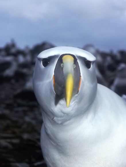 SAD ALBATROSS